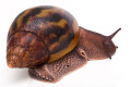 Achatina achatina (GB) semiadult, 8cm